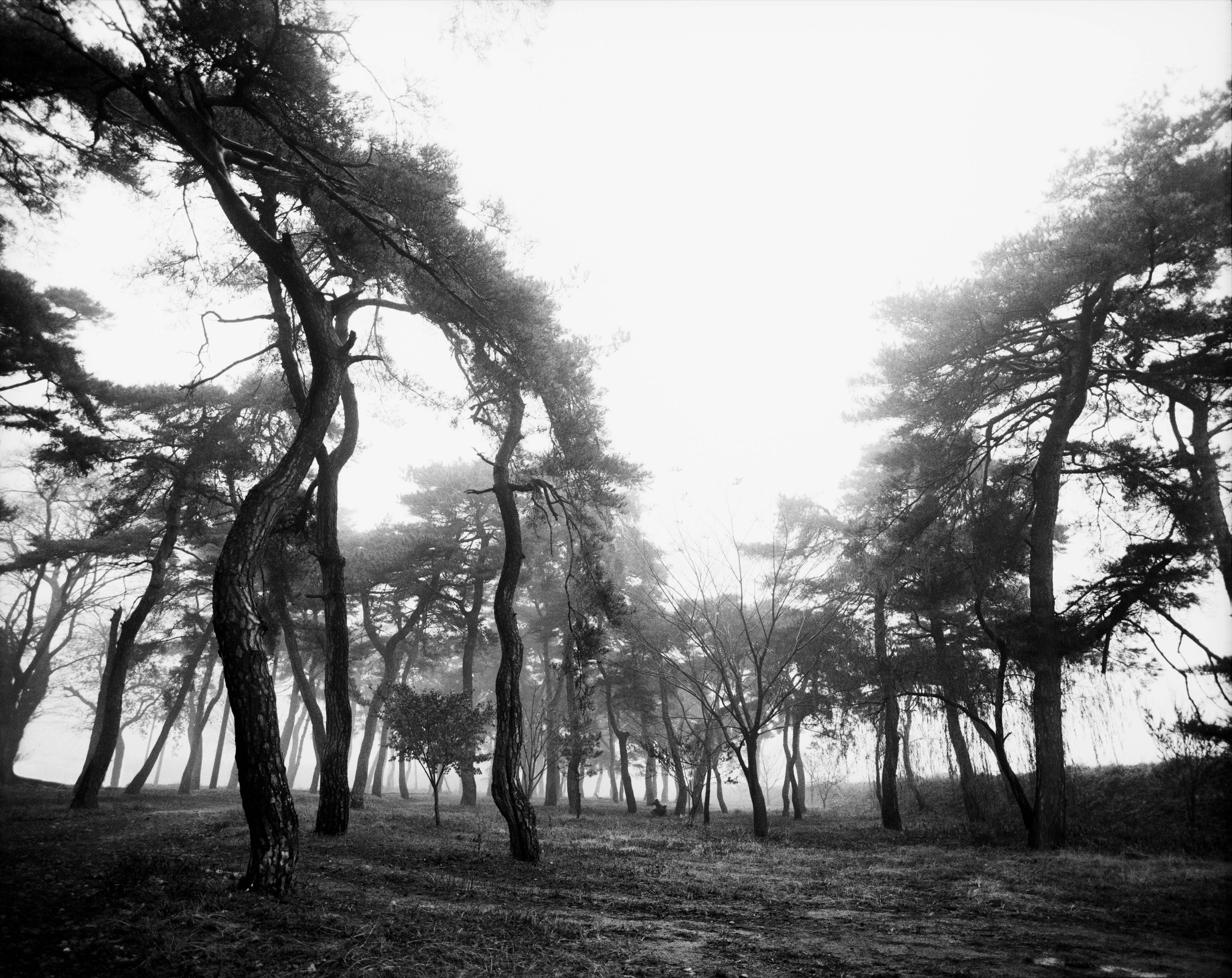 Beom Choi, Tree Series: Lines in Empty Space #001, 2002, black-and-white film photograph