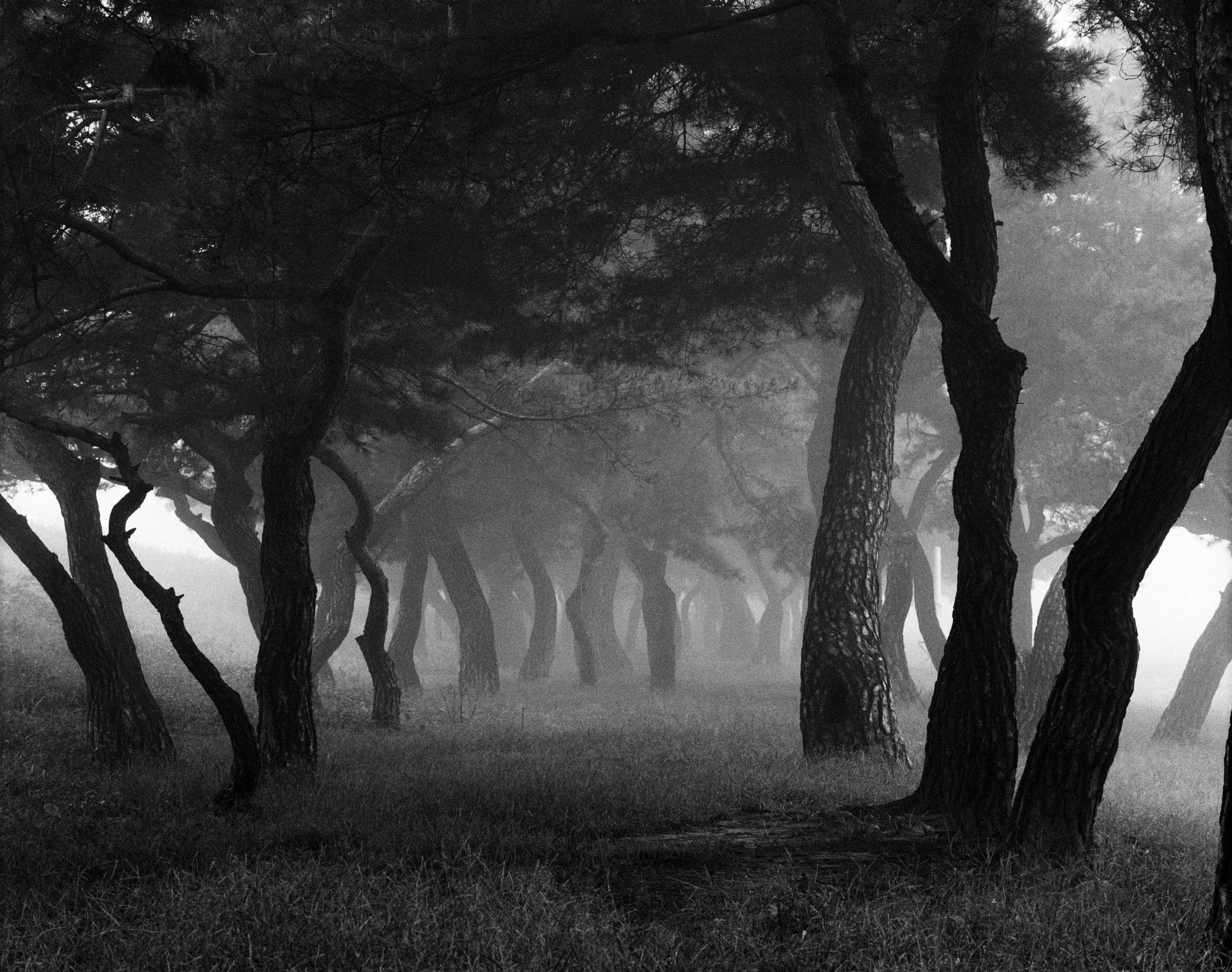 Beom Choi, Tree Series: Lines in Empty Space #002, 2003, black-and-white film photograph
