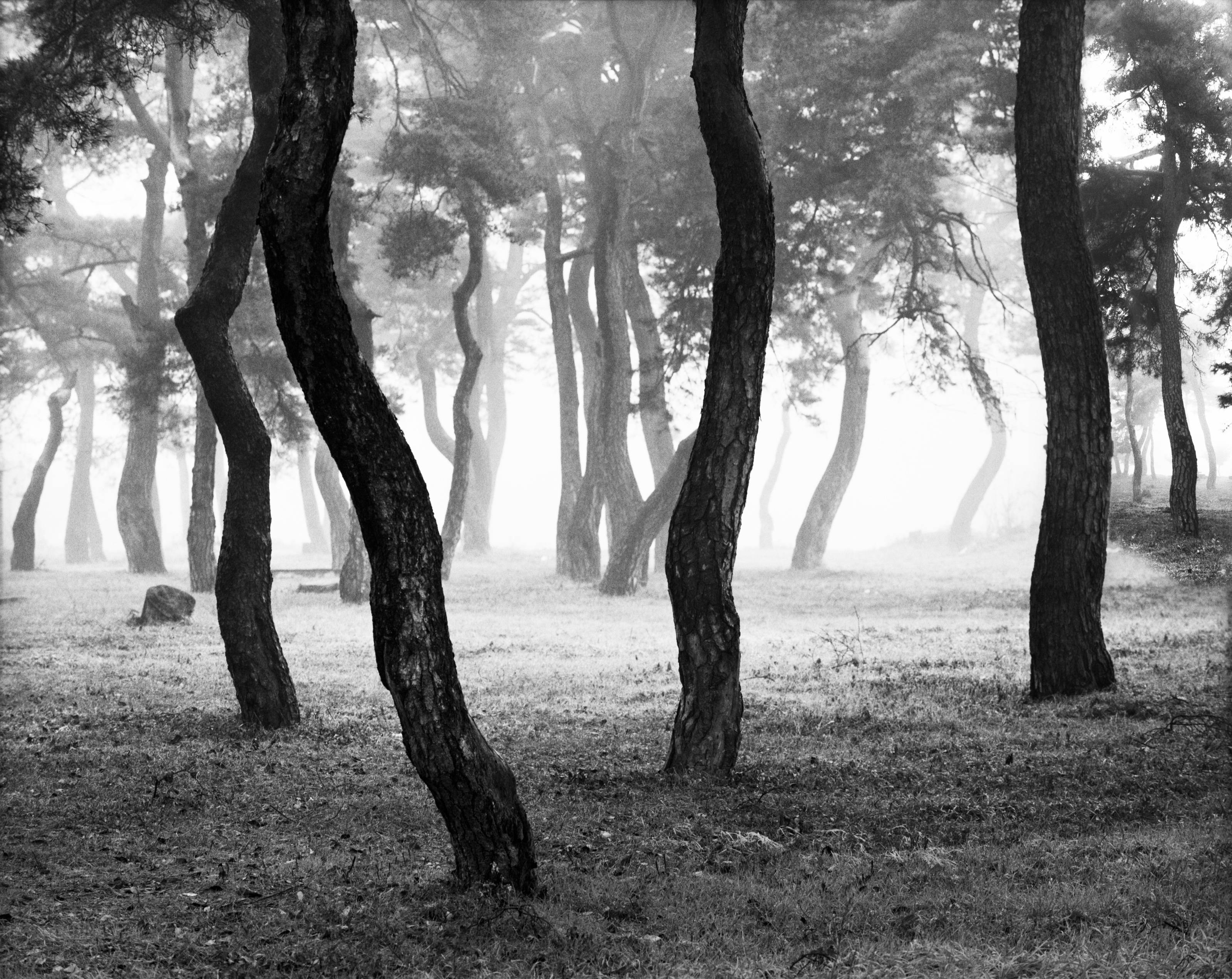 Beom Choi, Tree Series: Lines in Empty Space #003, 2002, black-and-white film photograph