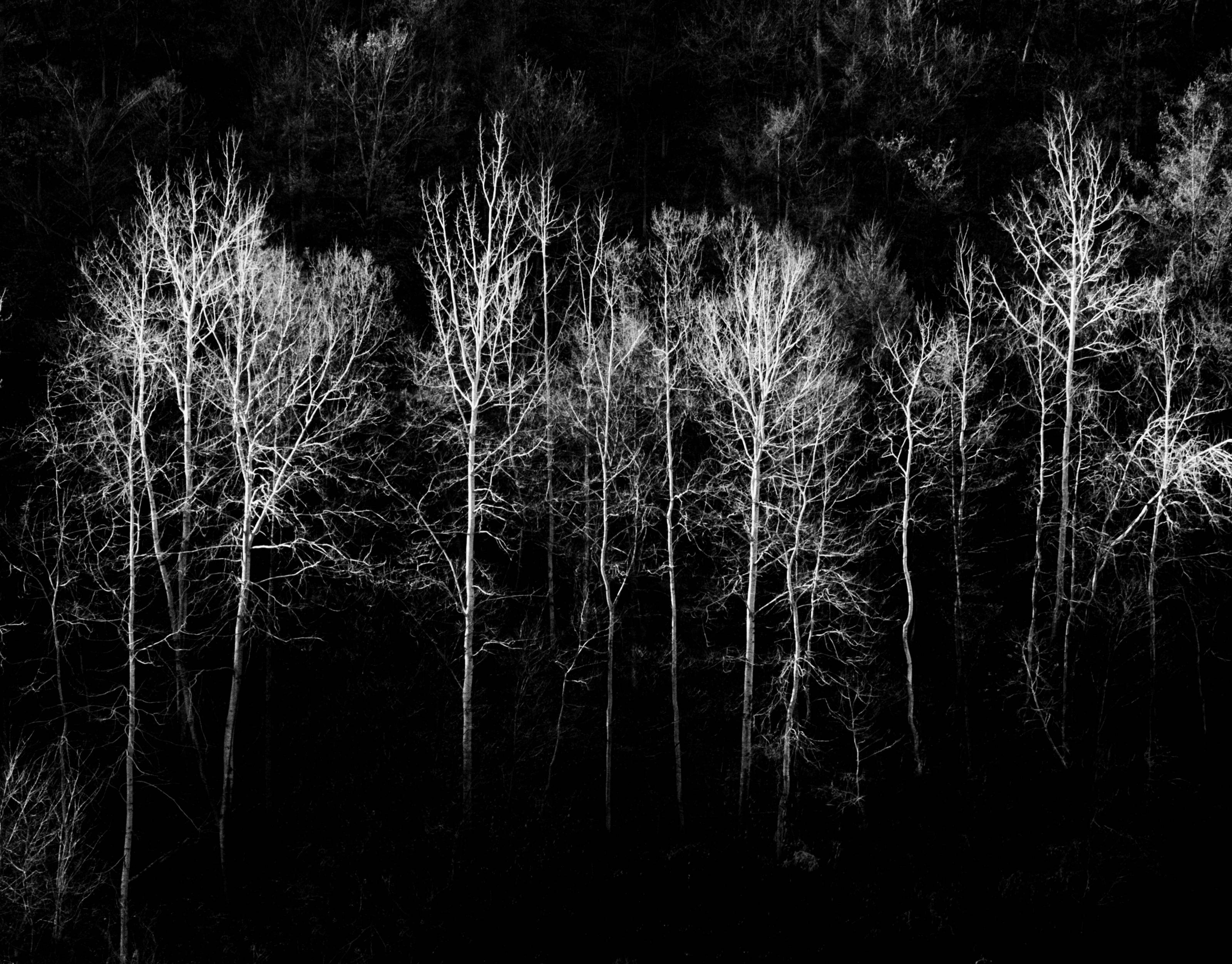 Beom Choi, Tree Series: Lines in Empty Space #004, 2004, black-and-white film photograph