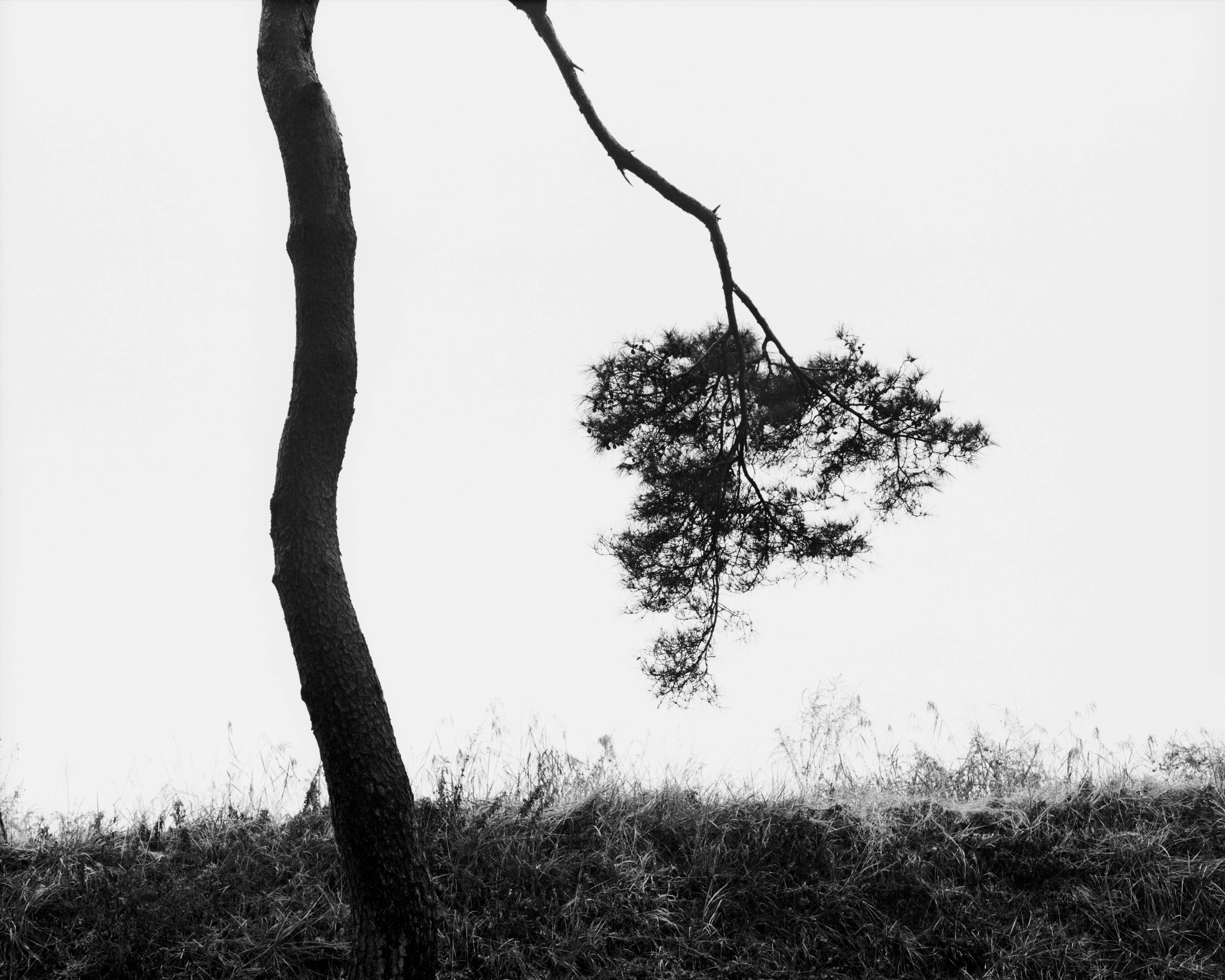 Beom Choi, Tree Series: Lines in Empty Space #005, 2003, black-and-white film photograph