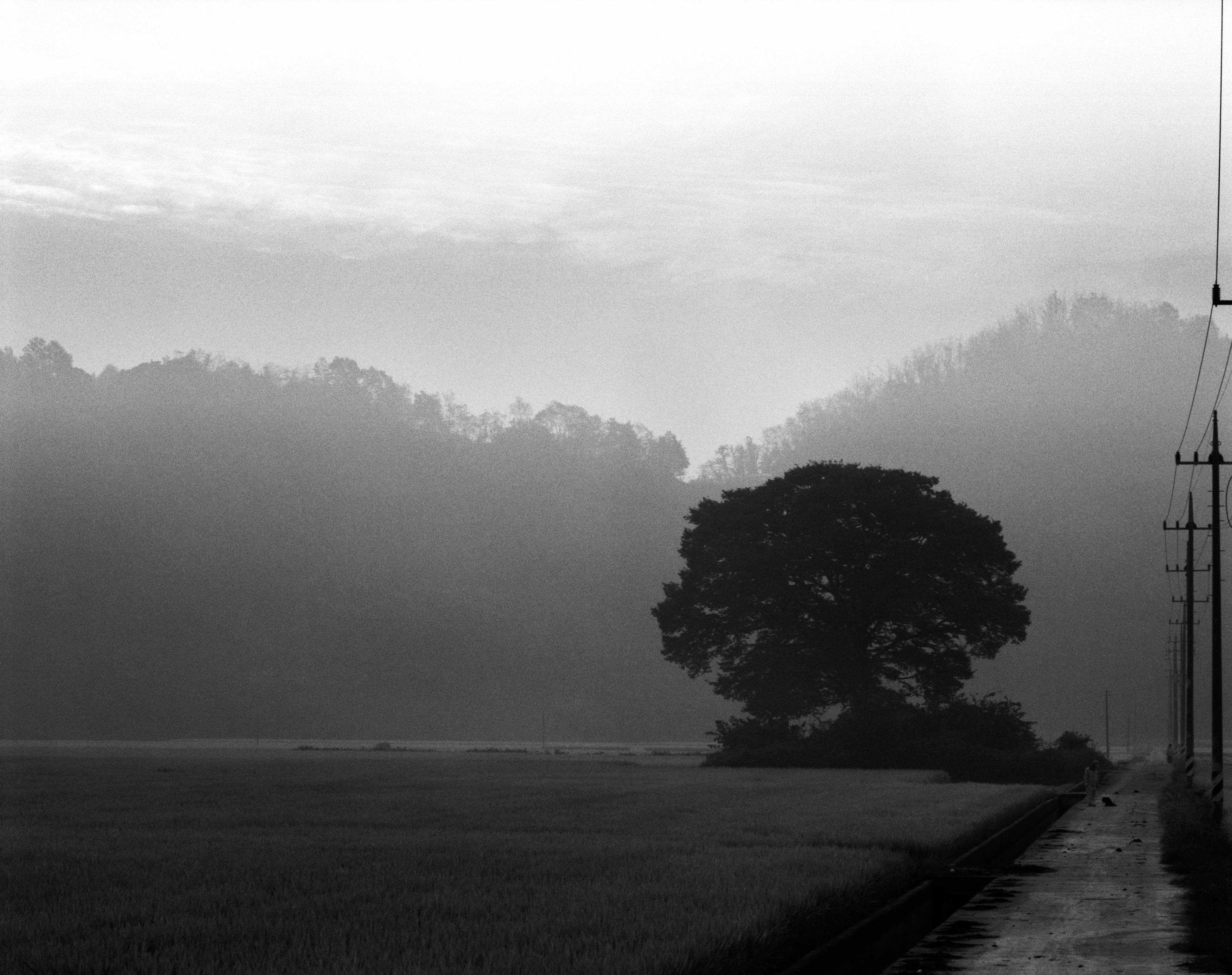 Beom Choi, Tree Series: Lines in Empty Space #006, 2006, black-and-white film photograph