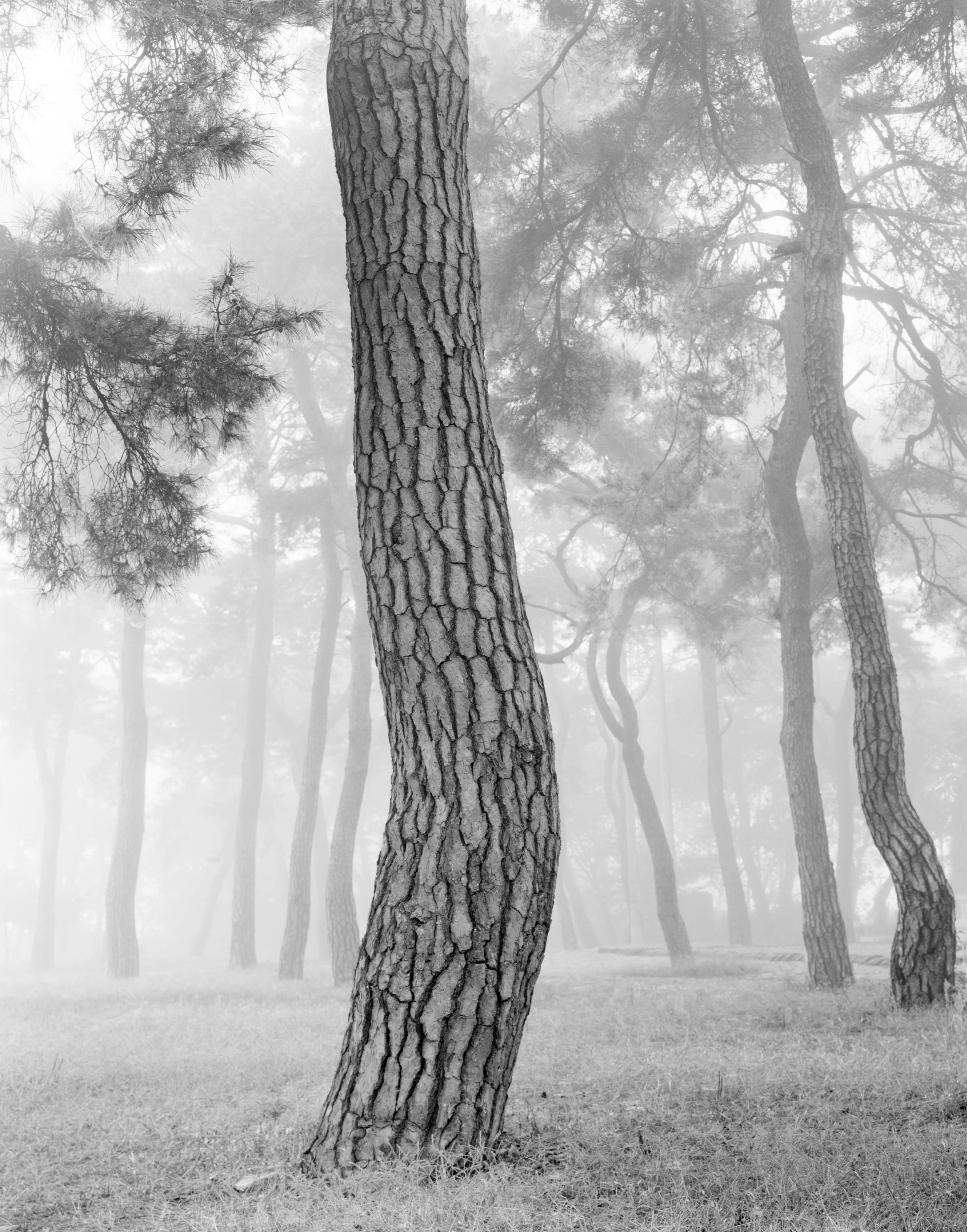Beom Choi, Tree Series: Lines in Empty Space #007, 2007, black-and-white film photograph
